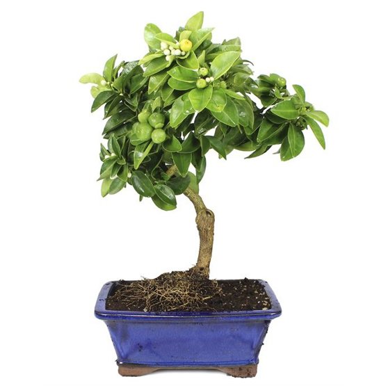 Bonsai Limequat 10 anos.jpg Bonsai Limequat 10 anos.jpg