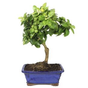 Bonsai Limonero 9 anos.jpg