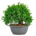 Bonsai con 19 anos Juniperus chinensiss.jpg