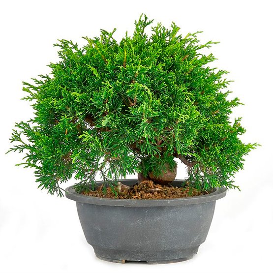 Bonsai con 19 anos Juniperus chinensiss.jpg