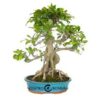 Bonsai de 18 anos Ficus retusa.jpg