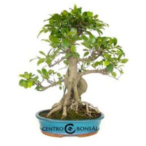 Bonsai de 18 anos Ficus retusa.jpg