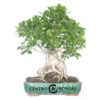 Bonsai de 25 anos Ficus Retusa.jpg