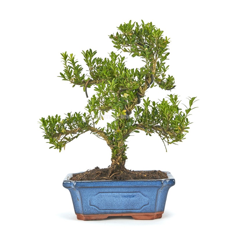 bonsai 10 anos buxus harlandii .jpg