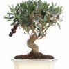 bonsai 12 anos Olea Europaea .jpg