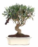bonsai 12 anos Olea Europaea .jpg