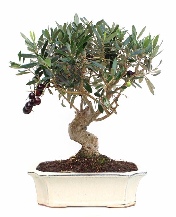 bonsai 12 anos Olea Europaea .jpg