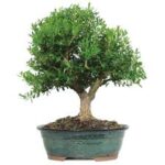 bonsai 12 anos buxus harlandii BOJ .jpeg