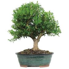 bonsai 12 anos buxus harlandii BOJ .jpeg