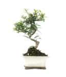 bonsai 12 anos citrus myrtifolia .jpg