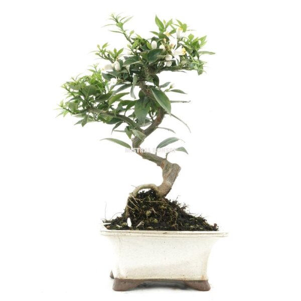 bonsai 12 anos citrus myrtifolia .jpg