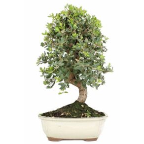 bonsai 12 anos quercus suber.jpg