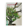 pasion bonsai.jpg